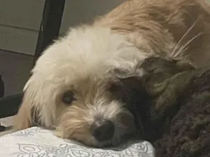 Cachorro raça SRD-ViraLata idade 1 ano nome Não tem nome 
