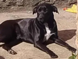 Cachorro raça SRD-ViraLata idade 2 anos nome dorathy e Donatello 