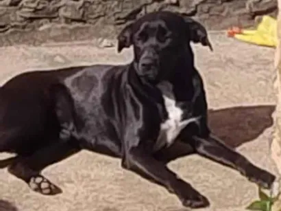 Cachorro raça SRD-ViraLata idade 2 anos nome dorathy e Donatello 