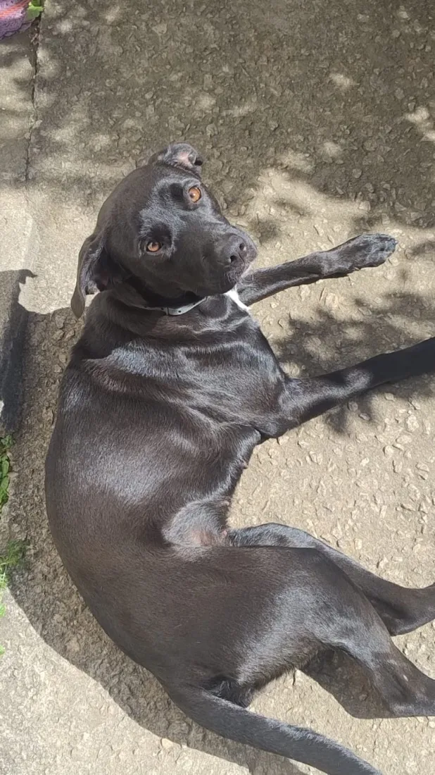 Cachorro raça SRD-ViraLata idade 2 anos nome Dorothy