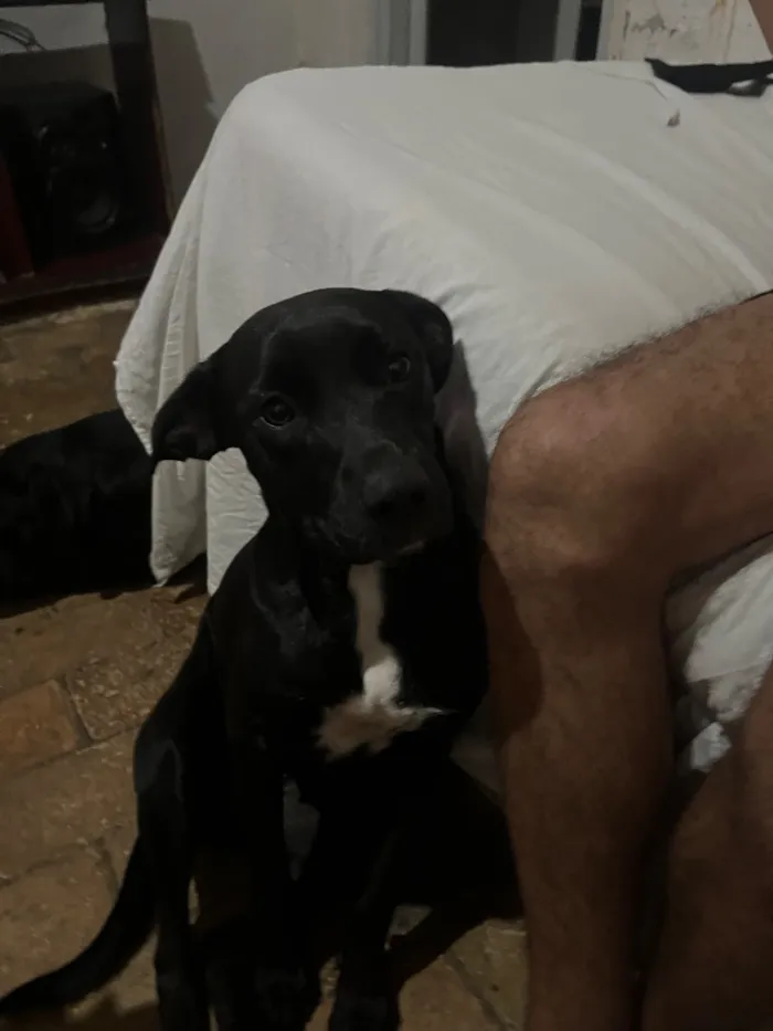 Cachorro raça SRD-ViraLata idade 2 anos nome Dorothy