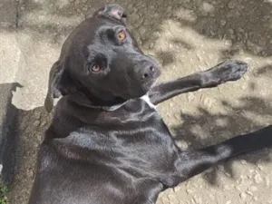 Cachorro raça SRD-ViraLata idade 2 anos nome Dorothy