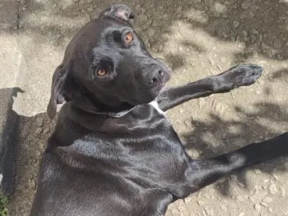 Cachorro raça SRD-ViraLata idade 2 anos nome Dorothy
