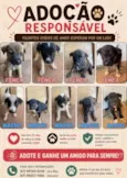 São vários cachorros 
