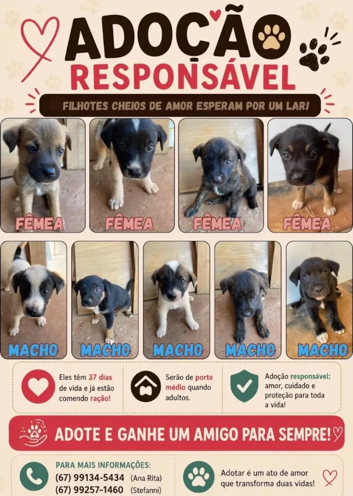 Cachorro raça SRD-ViraLata idade Abaixo de 2 meses nome São vários cachorros 