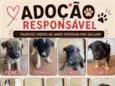 São vários cachorros 