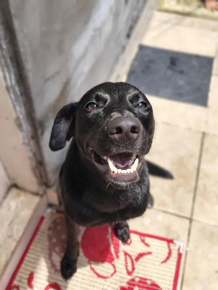Cachorro raça SRD-ViraLata idade 1 ano nome Aquiles