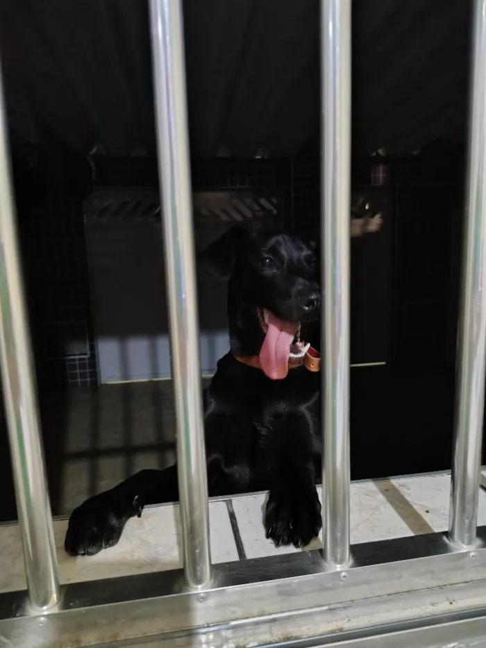 Cachorro raça SRD-ViraLata idade 1 ano nome Aquiles