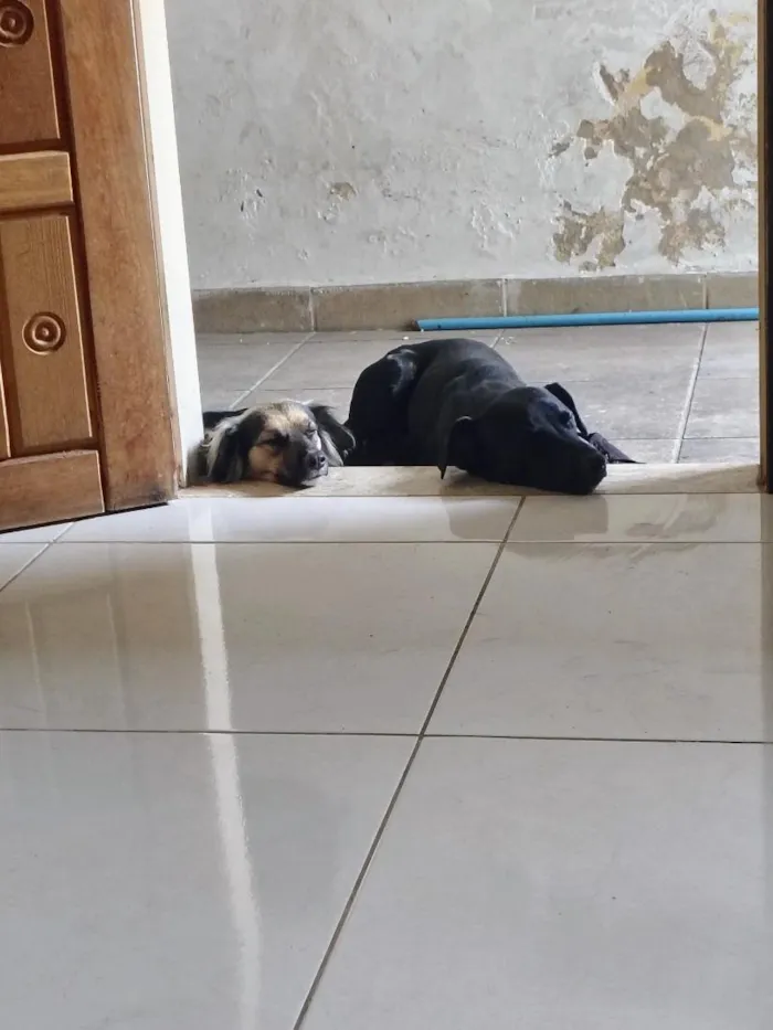 Cachorro raça SRD-ViraLata idade 1 ano nome Aquiles