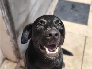 Cachorro raça SRD-ViraLata idade 1 ano nome Aquiles
