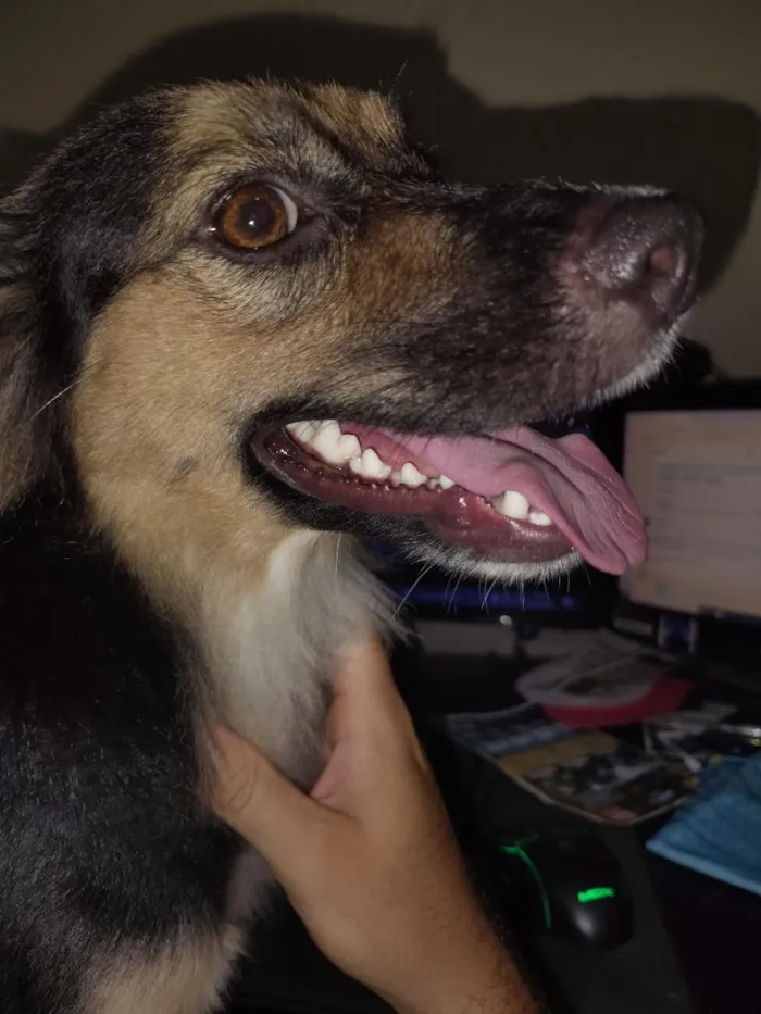 Cachorro raça SRD-ViraLata idade 1 ano nome Jade