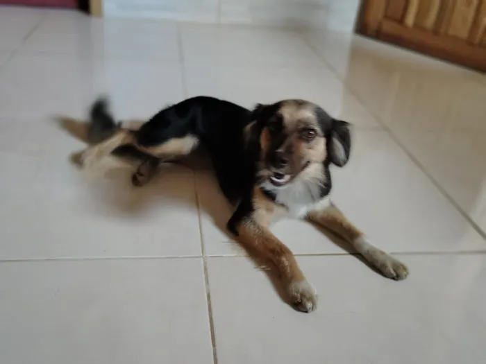 Cachorro raça SRD-ViraLata idade 1 ano nome Jade