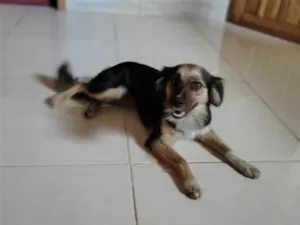 Cachorro raça SRD-ViraLata idade 1 ano nome Jade