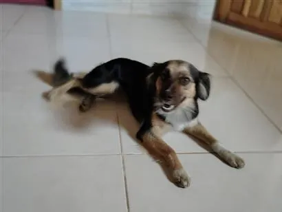 Cachorro raça SRD-ViraLata idade 1 ano nome Jade