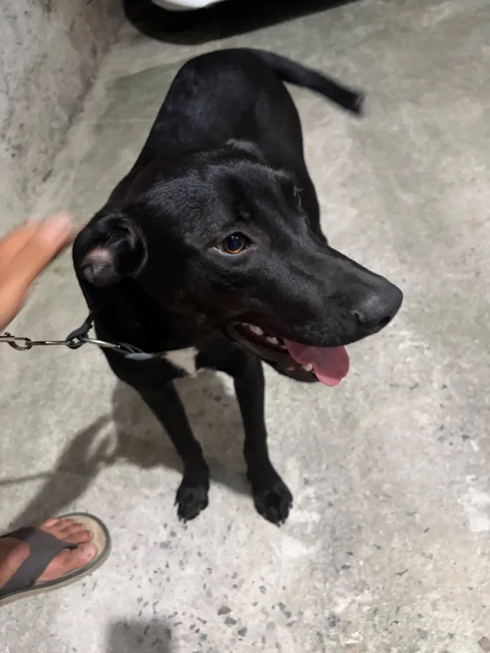 Cachorro raça SRD-ViraLata idade 1 ano nome Negão