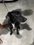 Negão