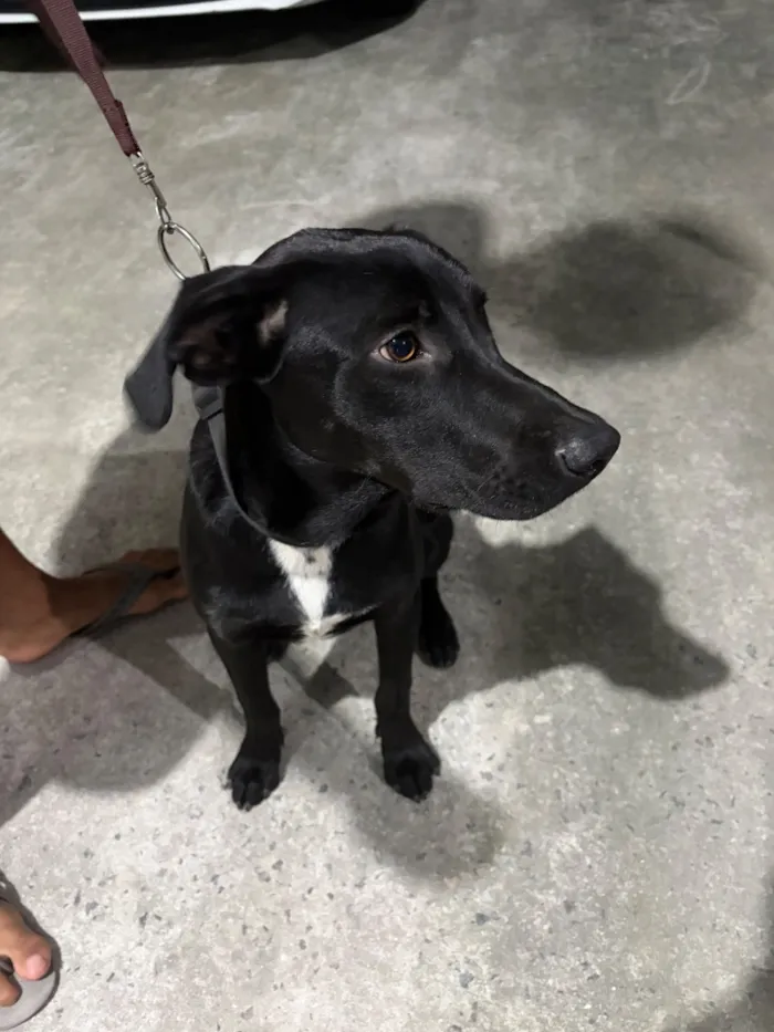 Cachorro raça SRD-ViraLata idade 1 ano nome Negão