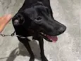 Negão