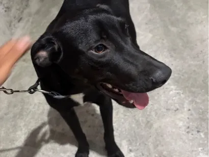 Cachorro raça SRD-ViraLata idade 1 ano nome Negão