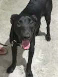 Negão