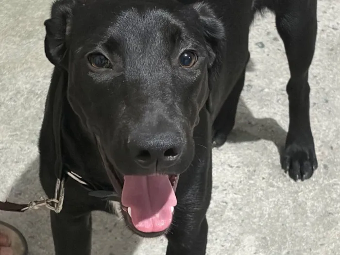 Cachorro raça SRD-ViraLata idade 1 ano nome Negão