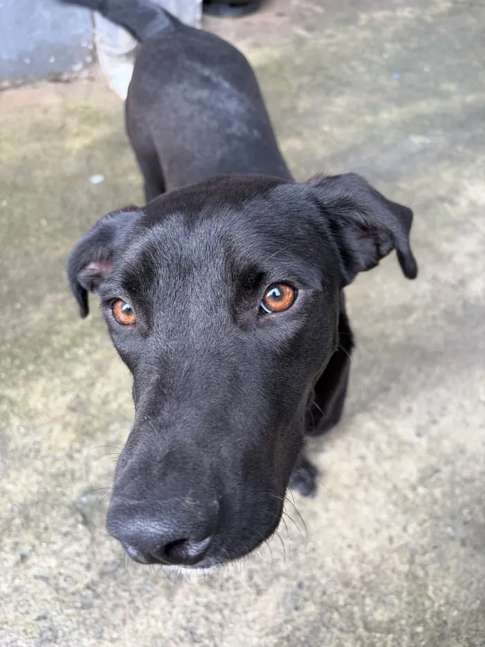 Cachorro raça SRD-ViraLata idade 1 ano nome Negão