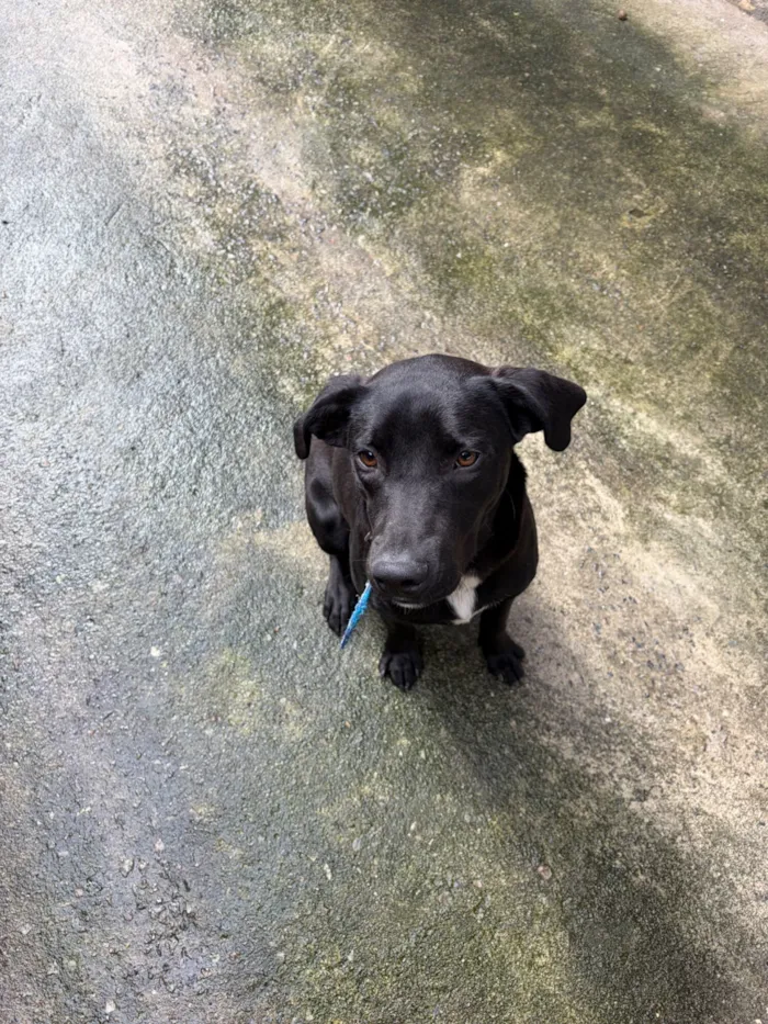 Cachorro raça SRD-ViraLata idade 1 ano nome Negão