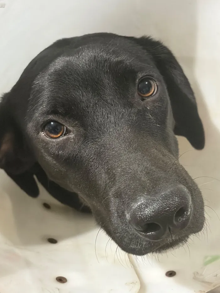 Cachorro raça SRD-ViraLata idade 1 ano nome Negão