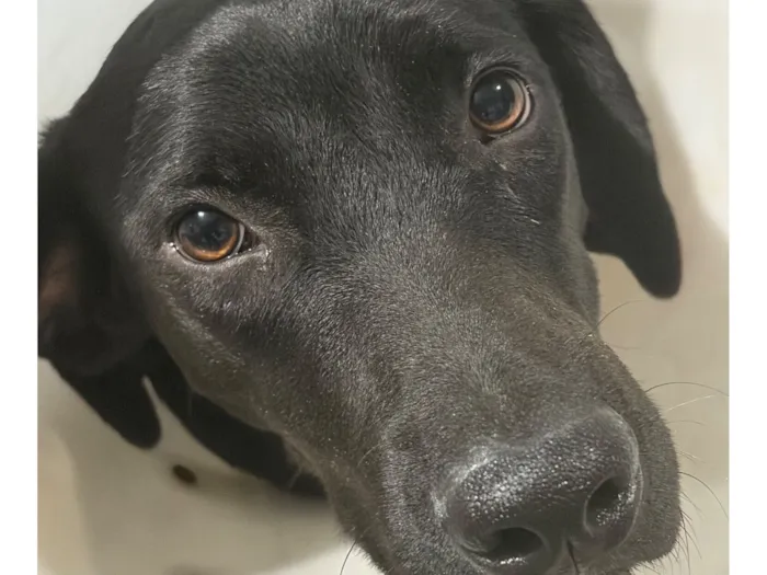 Cachorro raça SRD-ViraLata idade 1 ano nome Negão