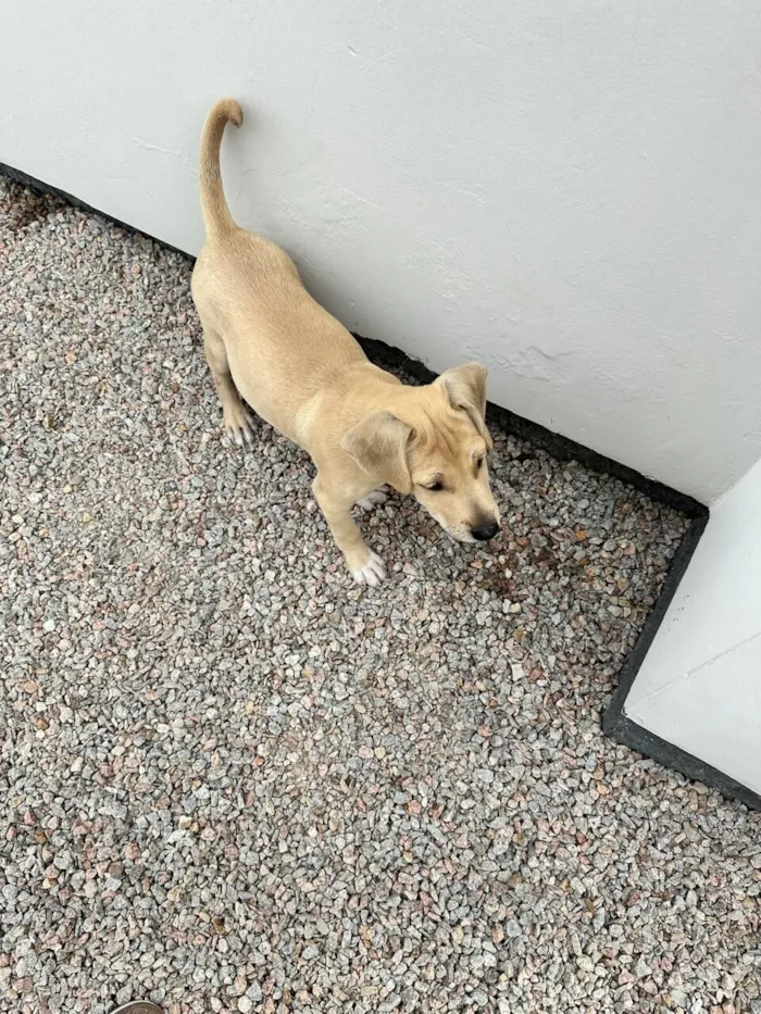 Cachorro raça SRD-ViraLata idade 2 a 6 meses nome caramelinho