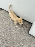 caramelinho