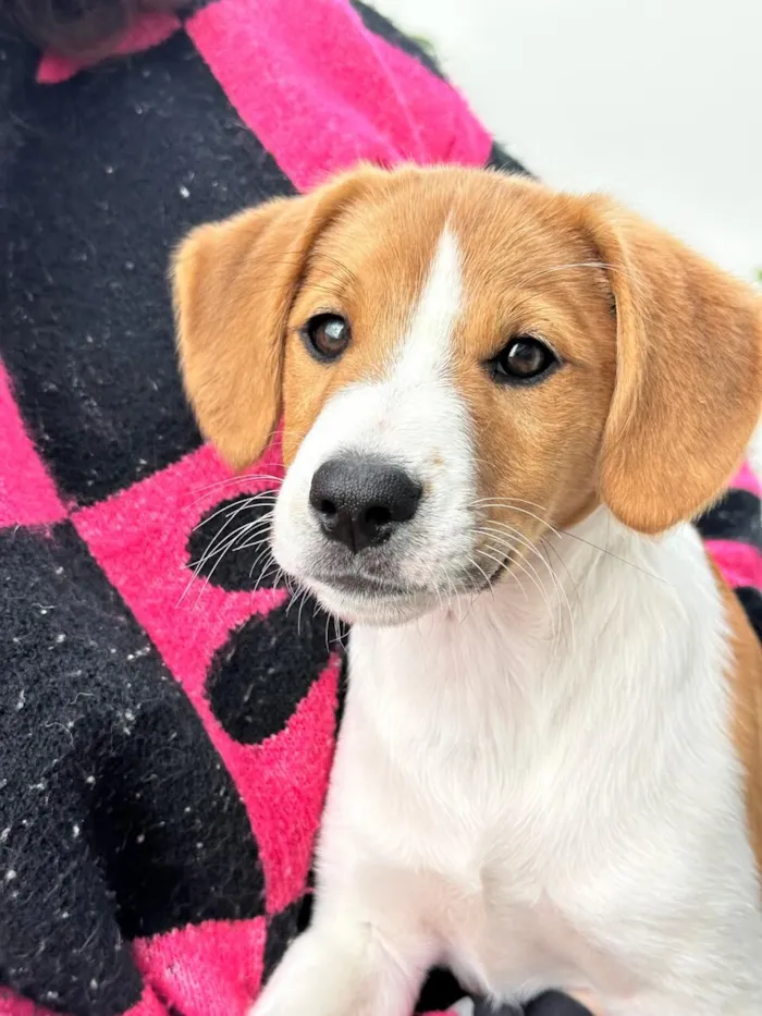 Cachorro raça SRD-ViraLata idade 2 a 6 meses nome Malhado