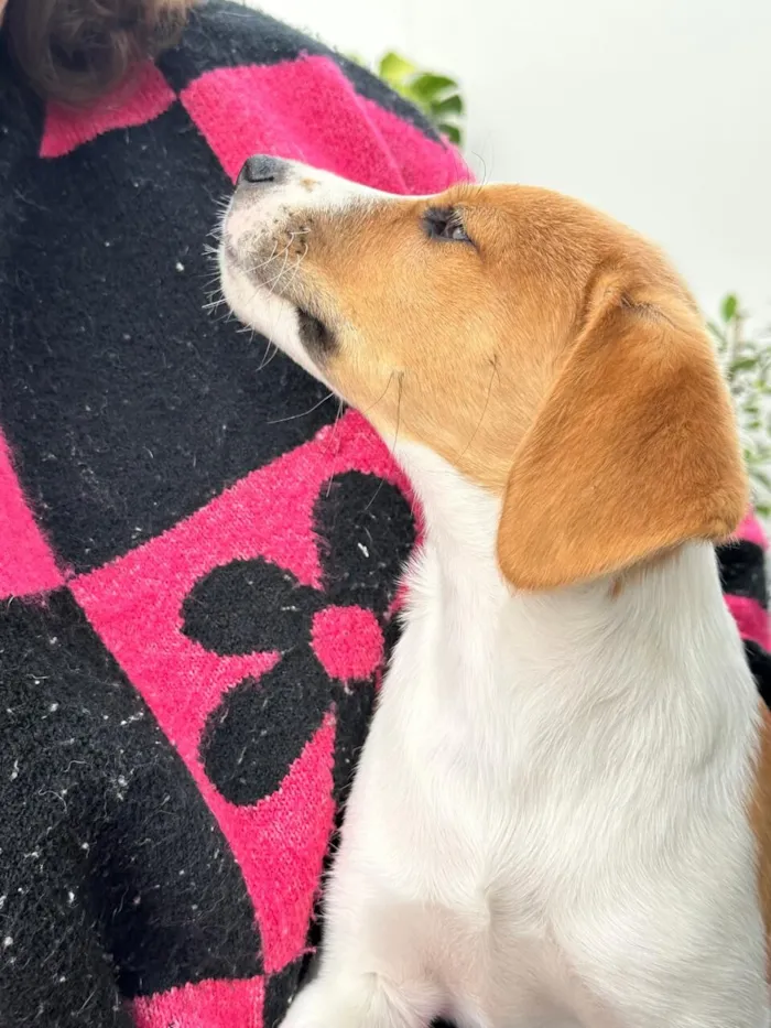 Cachorro raça SRD-ViraLata idade 2 a 6 meses nome Malhado