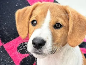 Cachorro raça SRD-ViraLata idade 2 a 6 meses nome Malhado