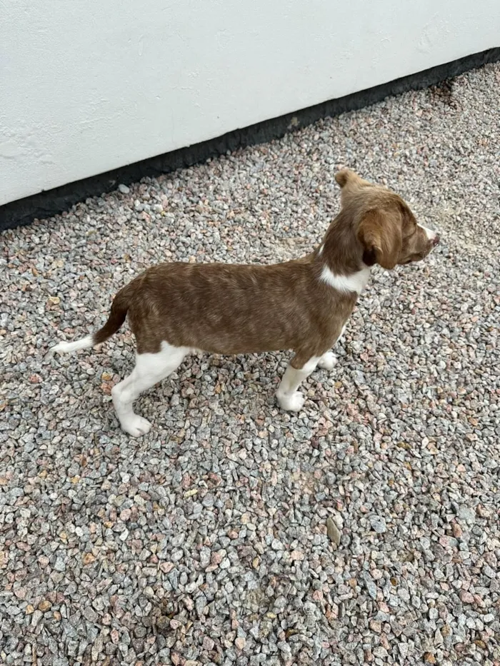Cachorro raça SRD-ViraLata idade 2 a 6 meses nome Marronzinha