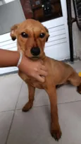 scooby