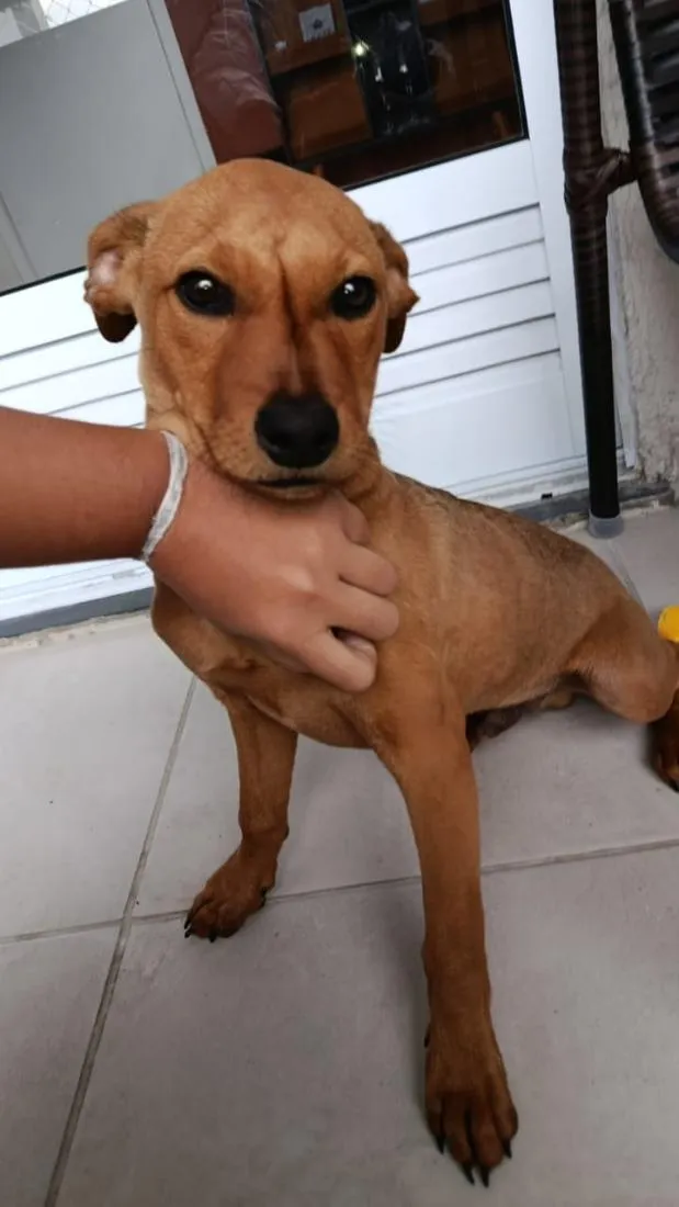 Cachorro raça SRD-ViraLata idade 2 a 6 meses nome scooby