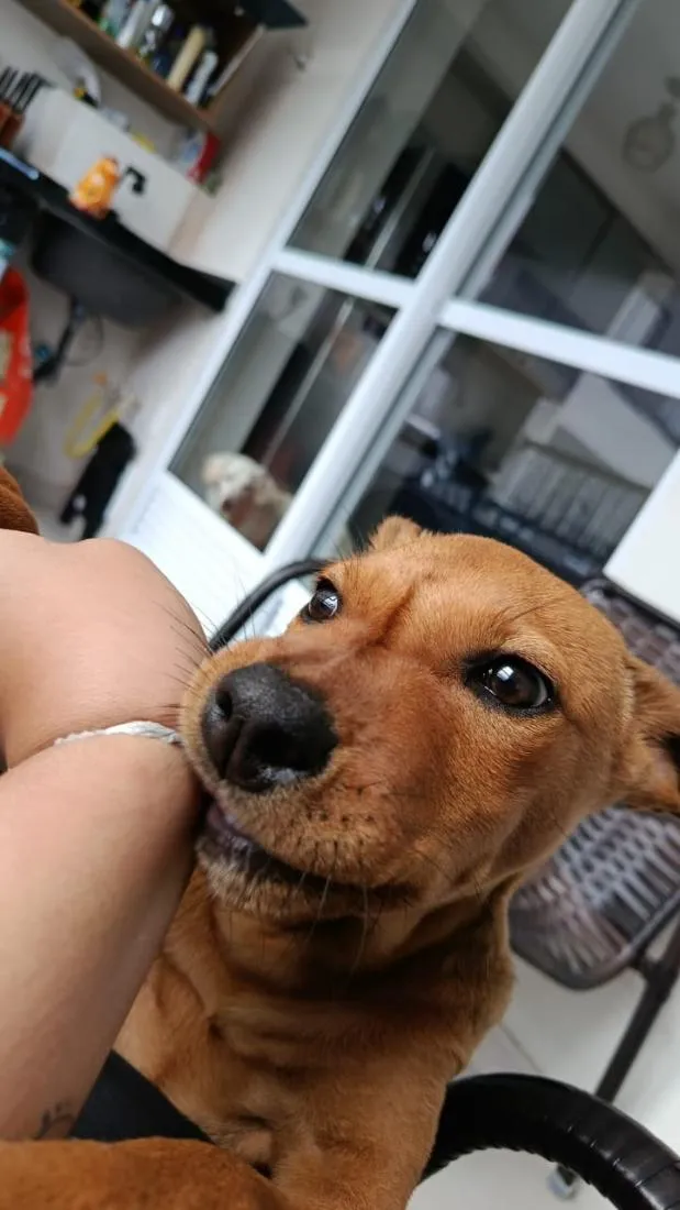Cachorro raça SRD-ViraLata idade 2 a 6 meses nome scooby