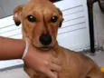scooby