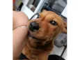 scooby