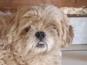 Cachorro raça Shitzu idade 7 a 11 meses nome Bento 