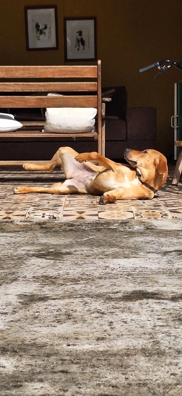 Cachorro raça SRD-ViraLata idade 1 ano nome Fiona