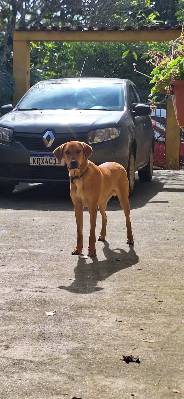 Cachorro raça SRD-ViraLata idade 1 ano nome Fiona