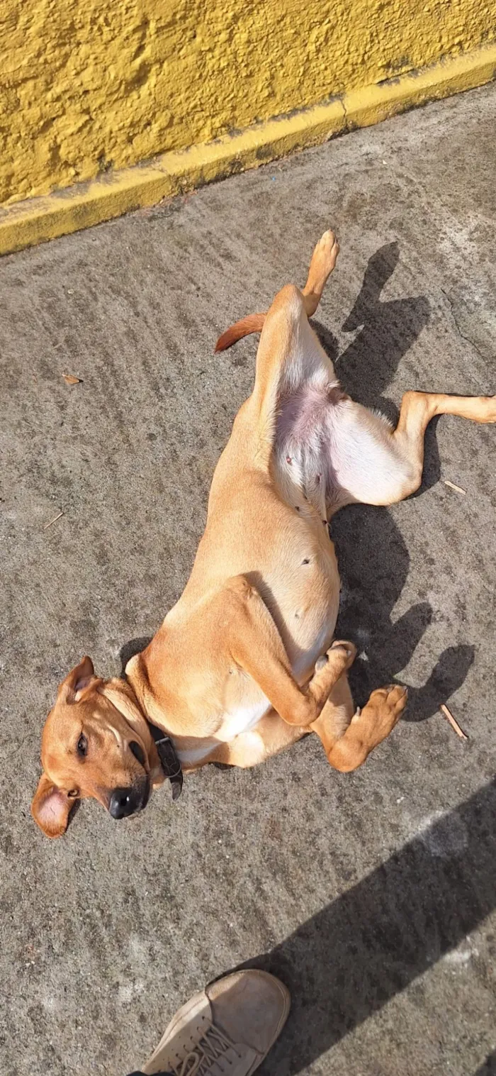 Cachorro raça SRD-ViraLata idade 1 ano nome Fiona