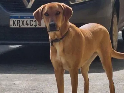 Cachorro raça SRD-ViraLata idade 1 ano nome Fiona