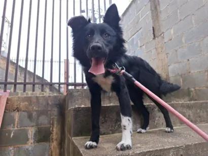Cachorro raça SRD-ViraLata idade 7 a 11 meses nome Lia