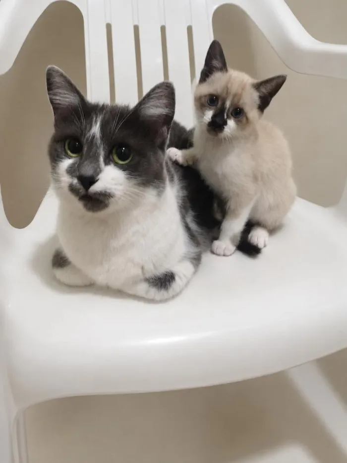 Gato raça SRD-ViraLata idade 7 a 11 meses nome Frida e Nina