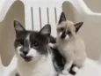 Frida e Nina