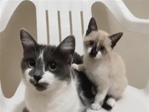 Gato raça SRD-ViraLata idade 7 a 11 meses nome Frida e Nina