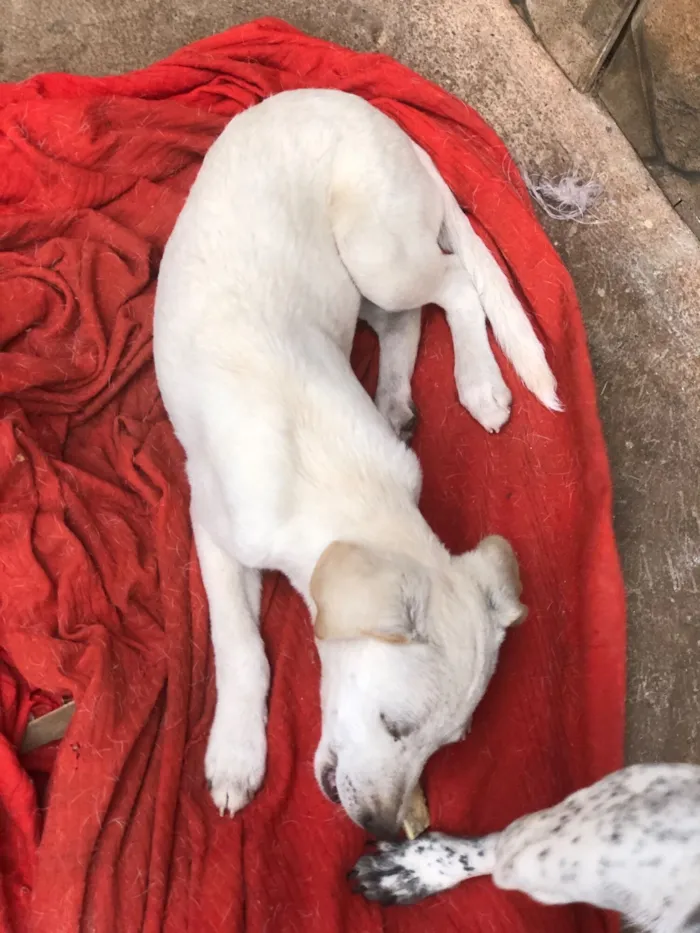 Cachorro raça SRD-ViraLata idade 2 a 6 meses nome Filhotes de cachorro diversos 